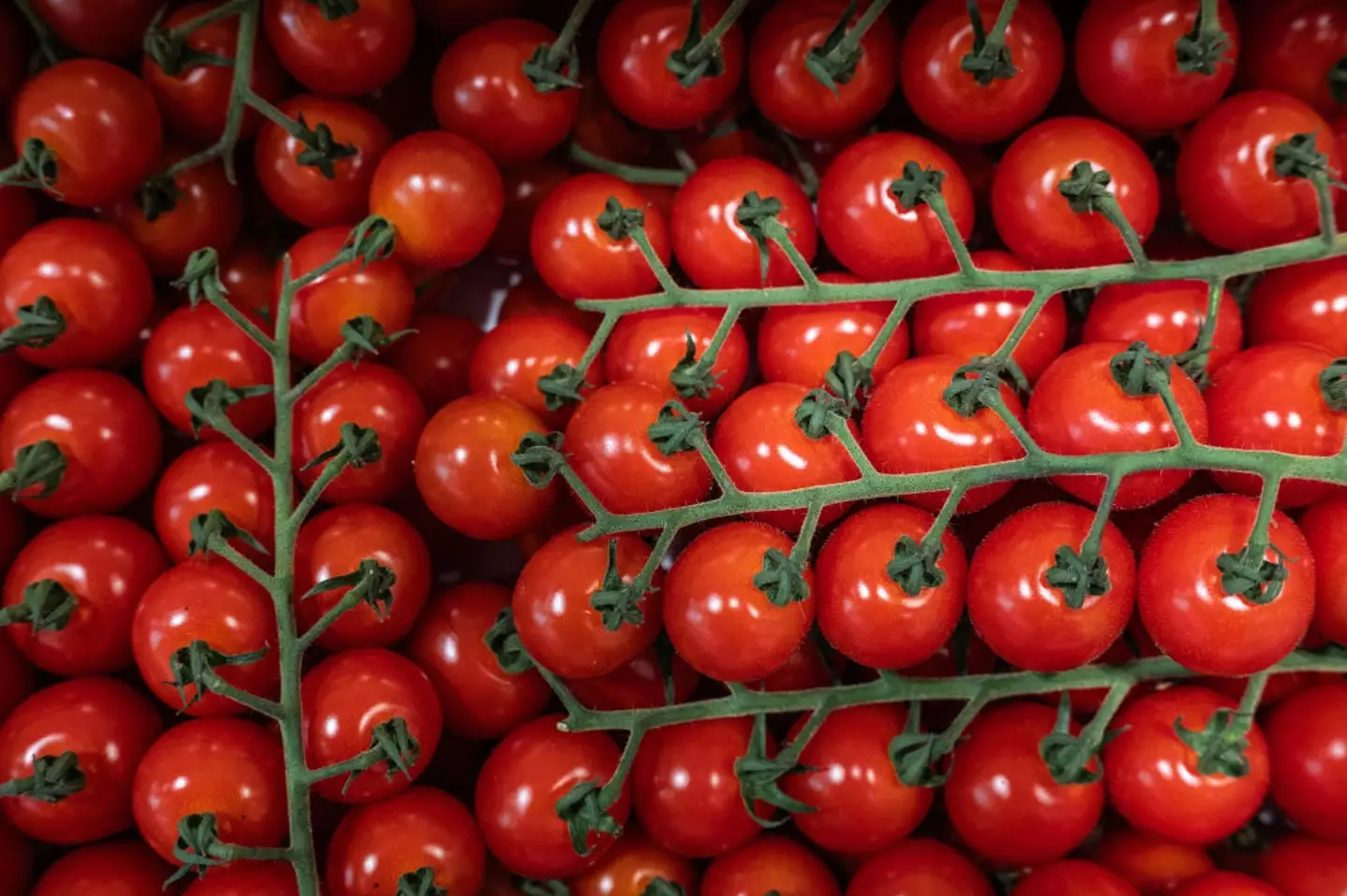 Their shape and aroma can be the deciding freshness factors (Marcos del Mazo / Contributor/Getty IMages)