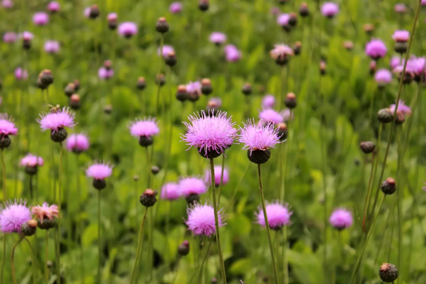 Getty/Jasenka Arbanas