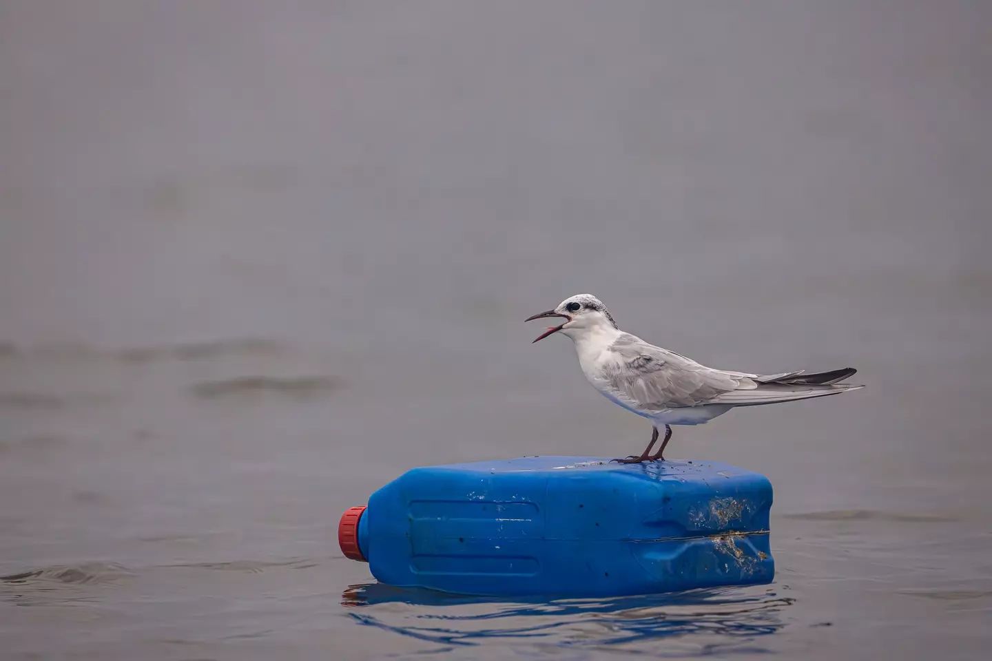 Plastic waste is contributing to microplastics in our waterways (Beata Whitehead/Getty Images)