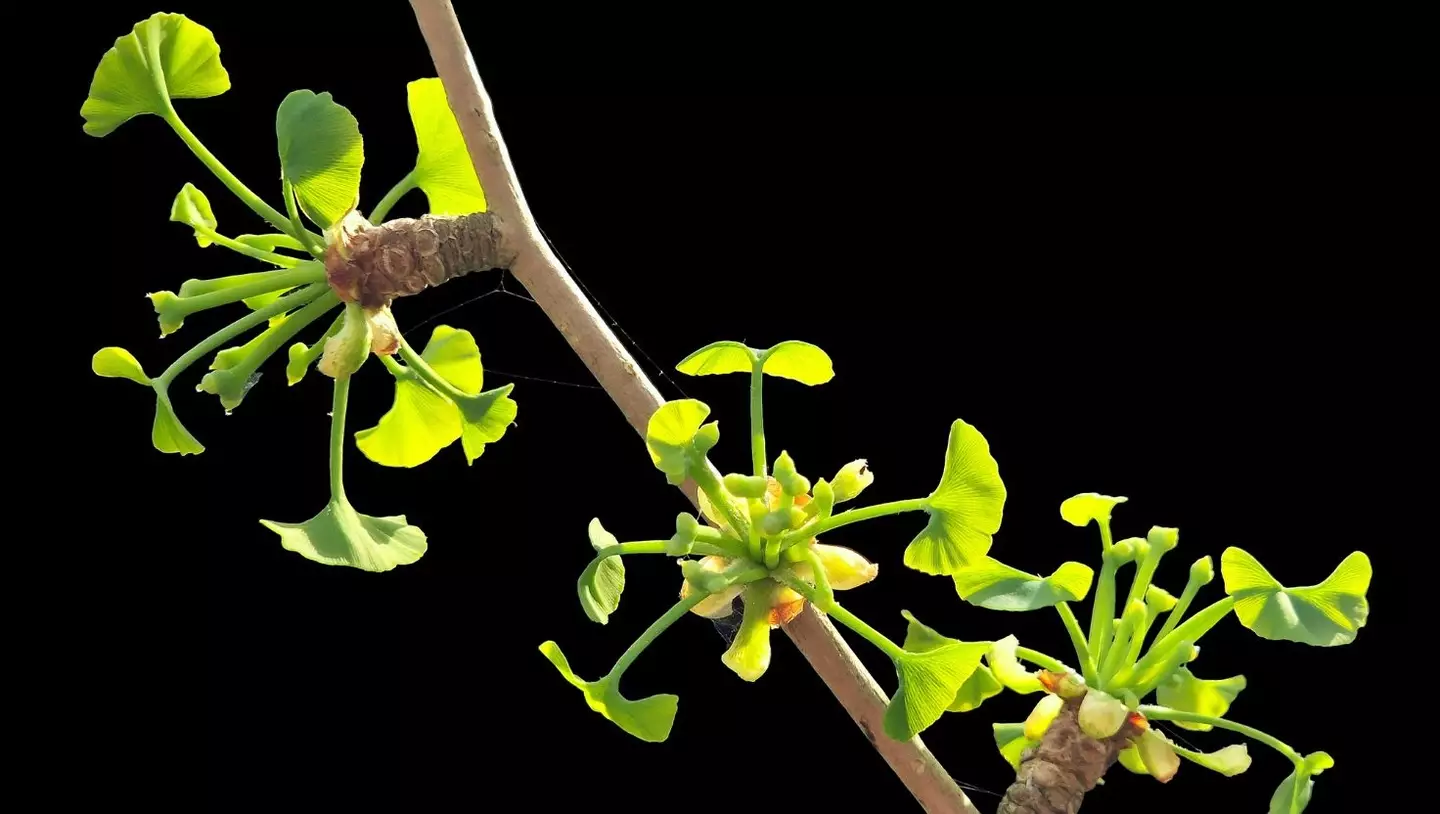 Ginkgo biloba is a natural supplement that can cause increased bleeding risk if paired with fish oil (Getty Stock Image)