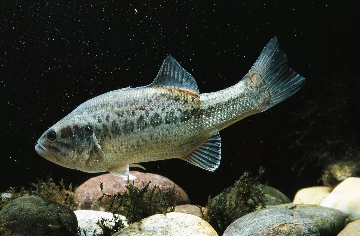 (DeAgostini/Getty Images)