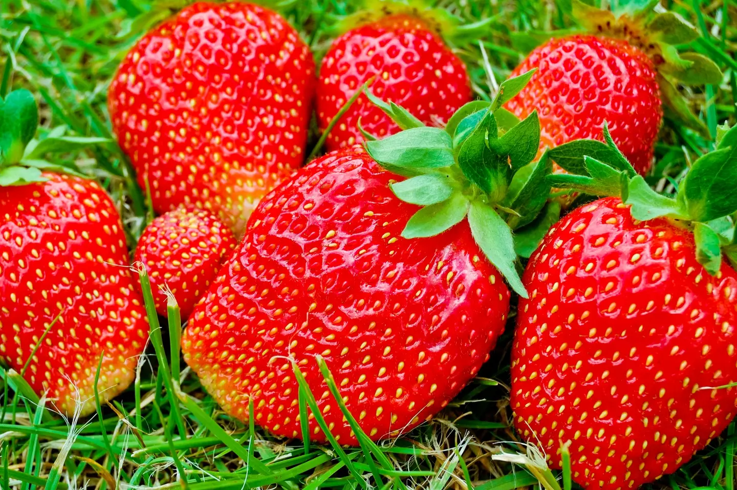 Giant strawberries are a succulent treat indeed (itchySan/Getty Images)