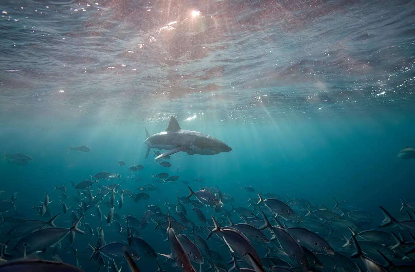 Are these fish blind or something? Get out of there! (Taken by Andrew Thirlwell/Getty Images)