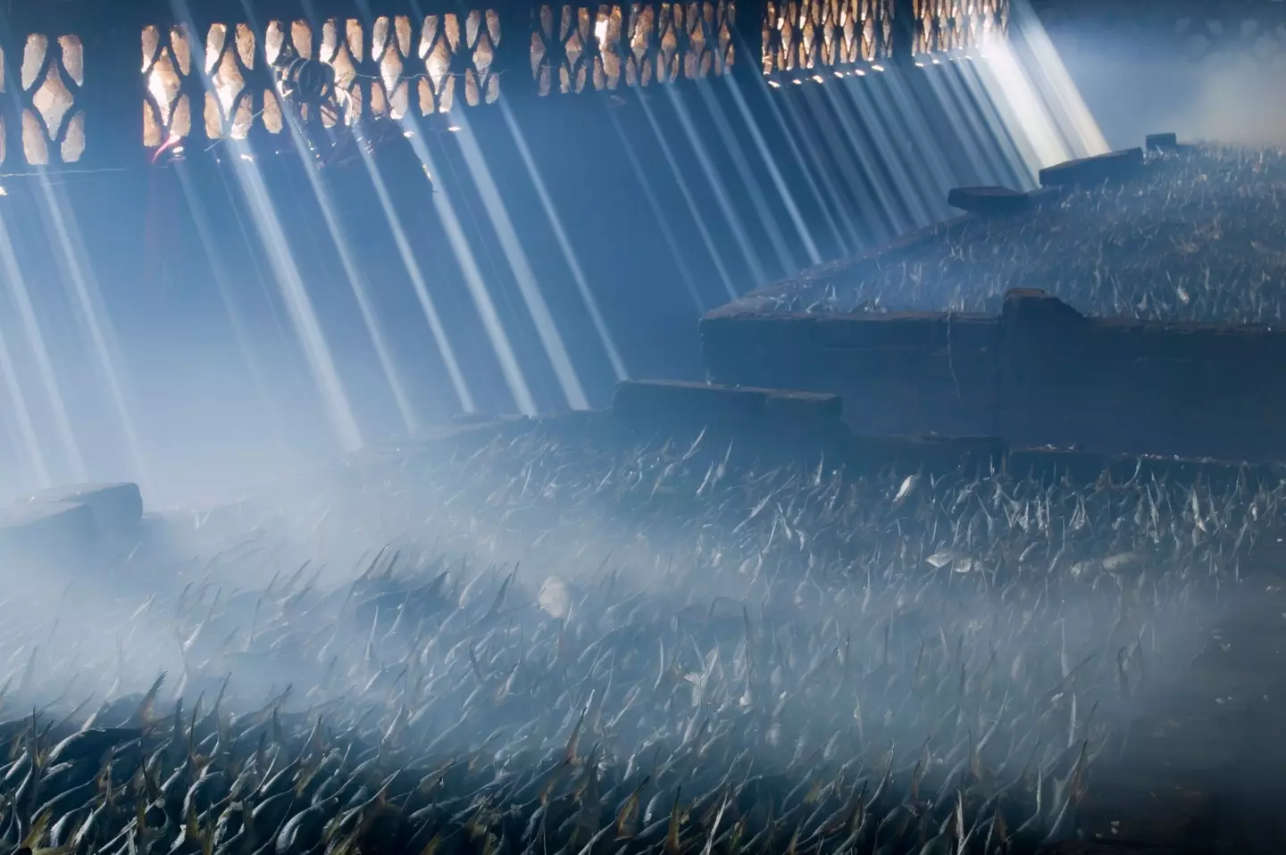 Temperatures in the smokehouse could rise as high as 90 degrees centigrade (Jon Hicks/Getty Images)