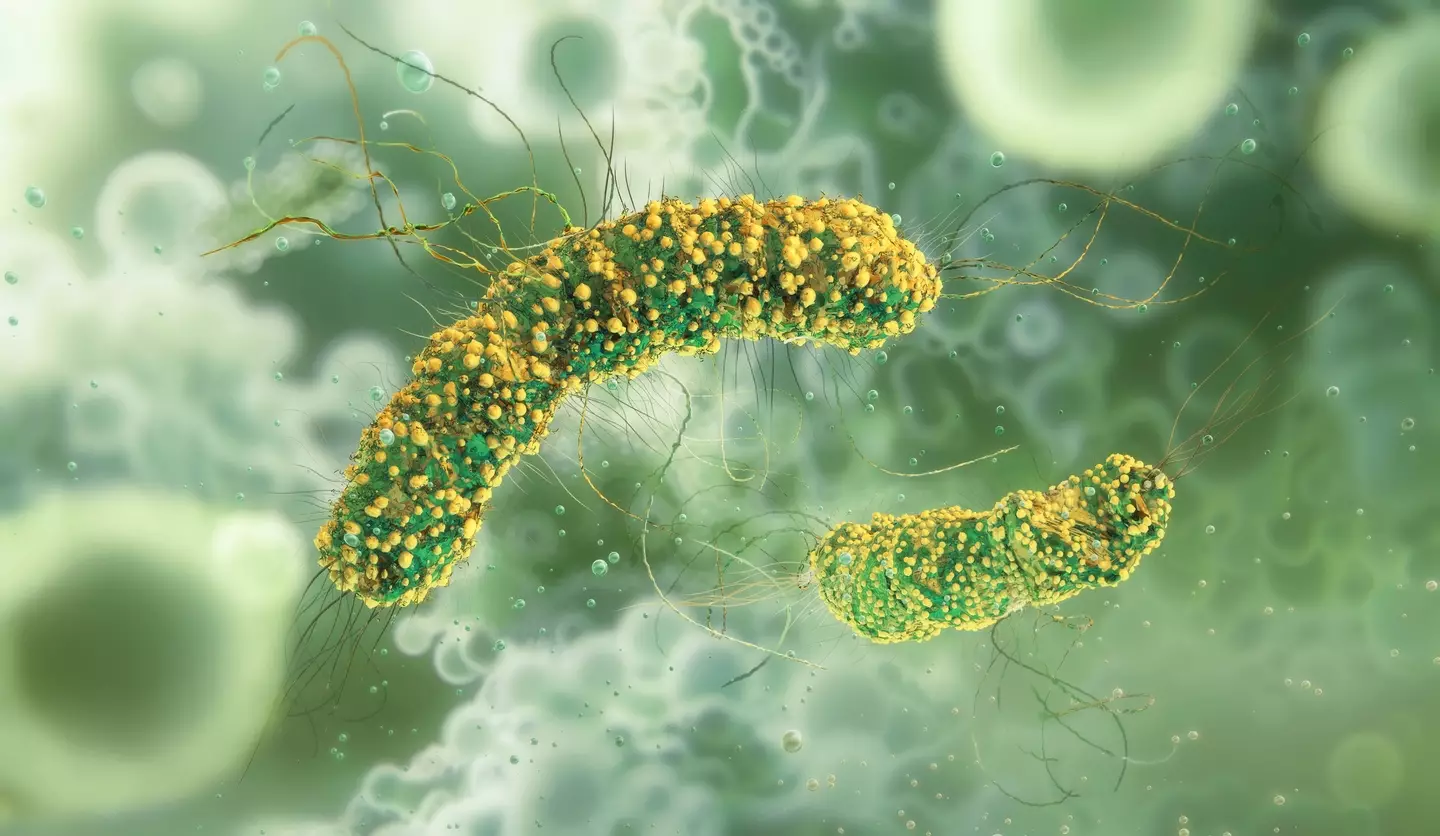 The listeria bacteria behind the outbreak can survive and spread in cold environments (RUSLANAS BARANAUSKAS/SCIENCE PHOTO LIBRARY/Getty Images)
