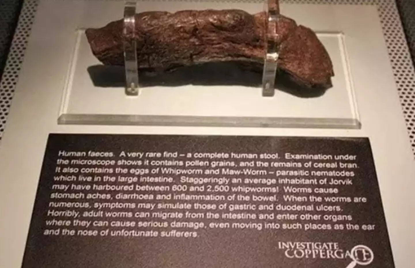 The enormous Viking poo is on display in a museum in York (Jorvik Viking Centre)