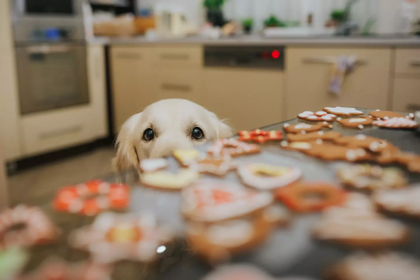 Festive leftovers can be tempting for dogs, but some trimmings pose serious risks (IzaLysonArts/500px/Getty Images)