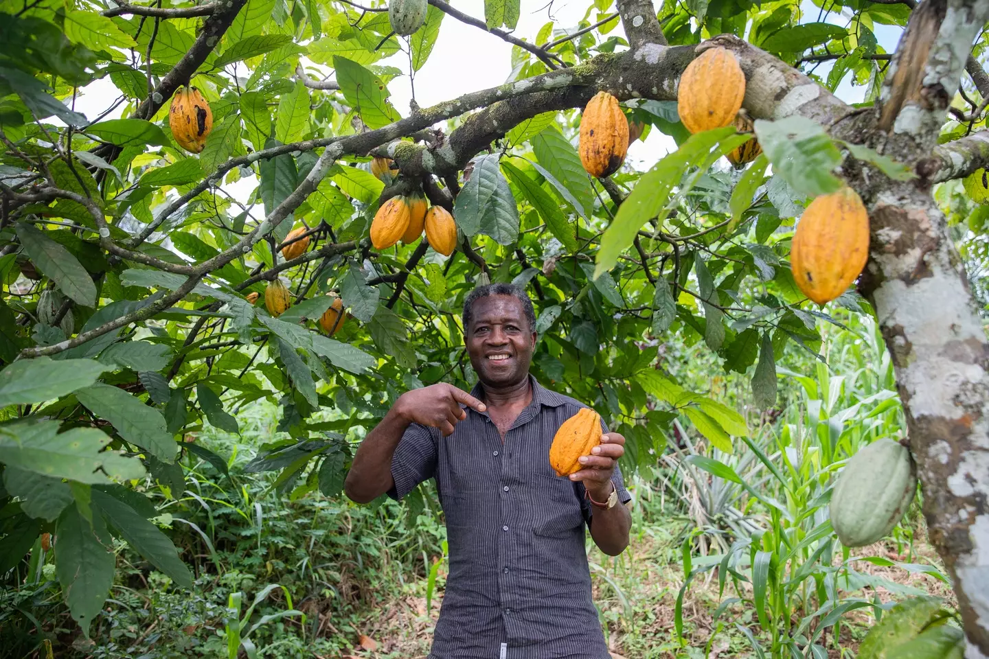 Maltesers highlight how global cocoa pressures are reshaping supermarket shelves (Media Lens King/Getty Images)