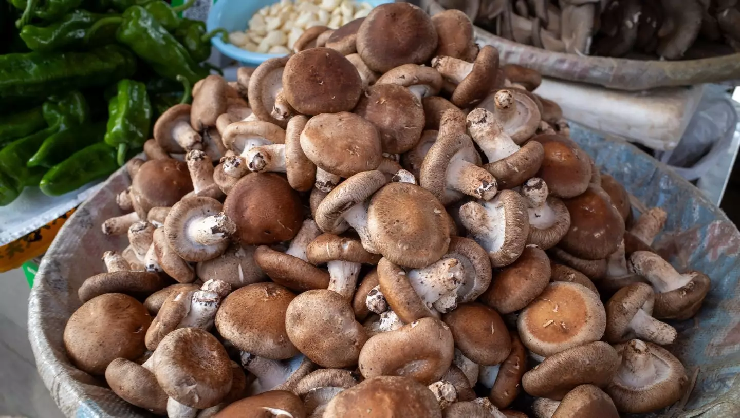 Mushrooms have been found to act as organic memristors, according to experts (Getty Stock Image)