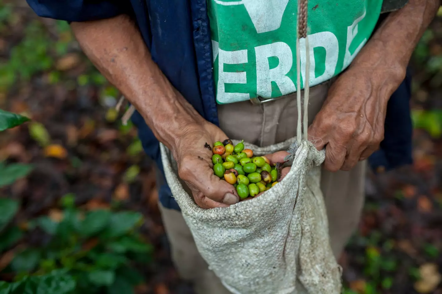 Organic coffee did not guarantee fewer toxins (©fitopardo/Getty)