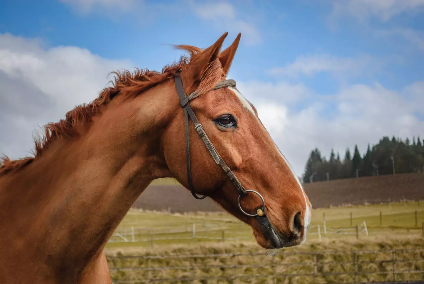 A horse who presumably doesn't have a chocolate bar named after him - Steven Robinson Pictures via Getty Images