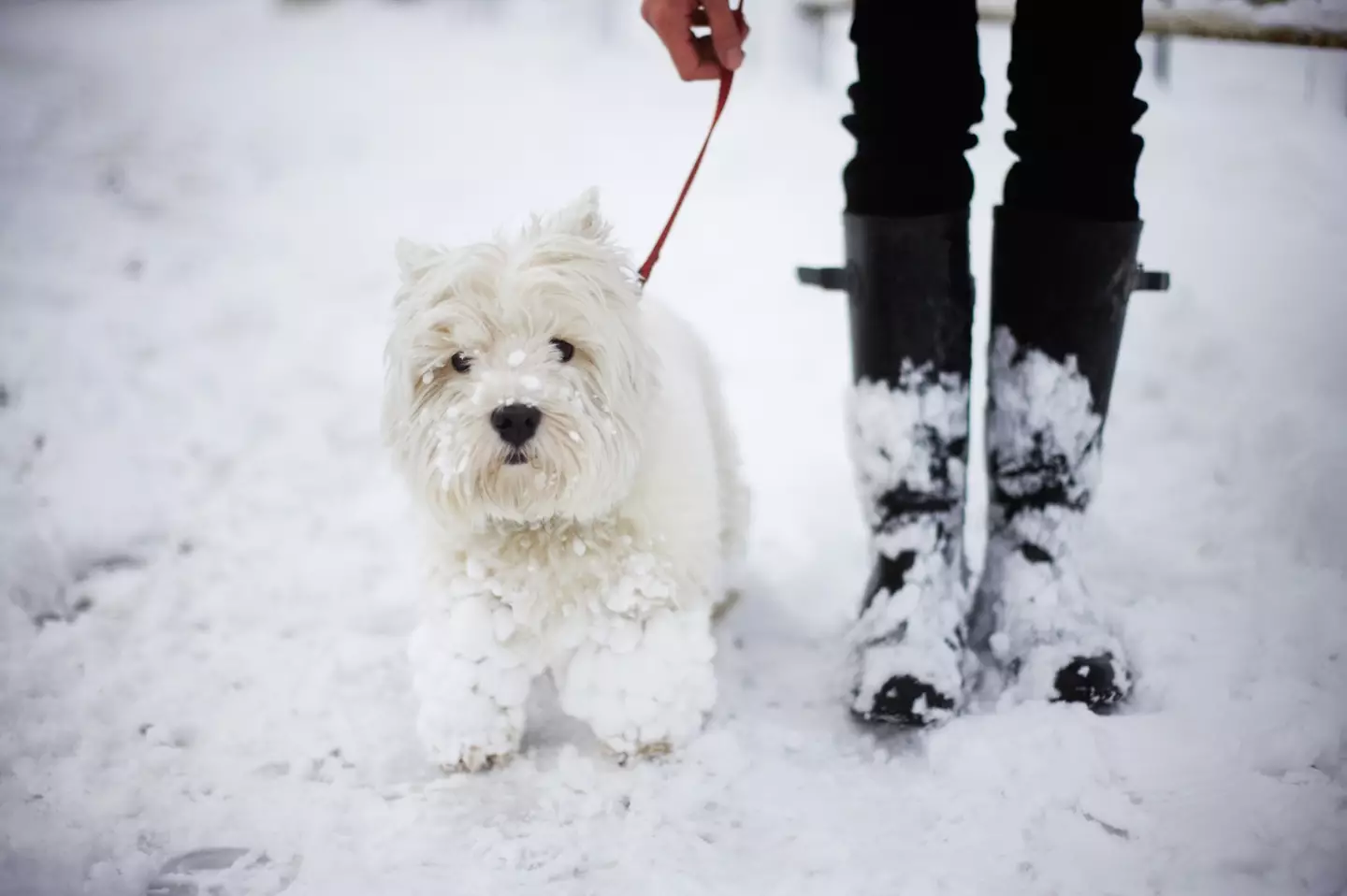 Pet owners have been issued a warning about the risks of walking on grit.