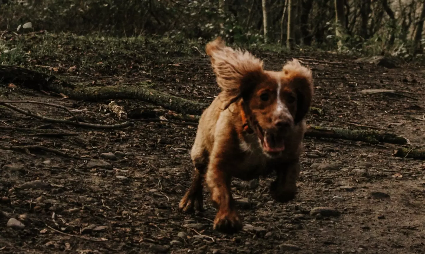 Owners are advised to wash any mud off their dog’s paws after a walk.