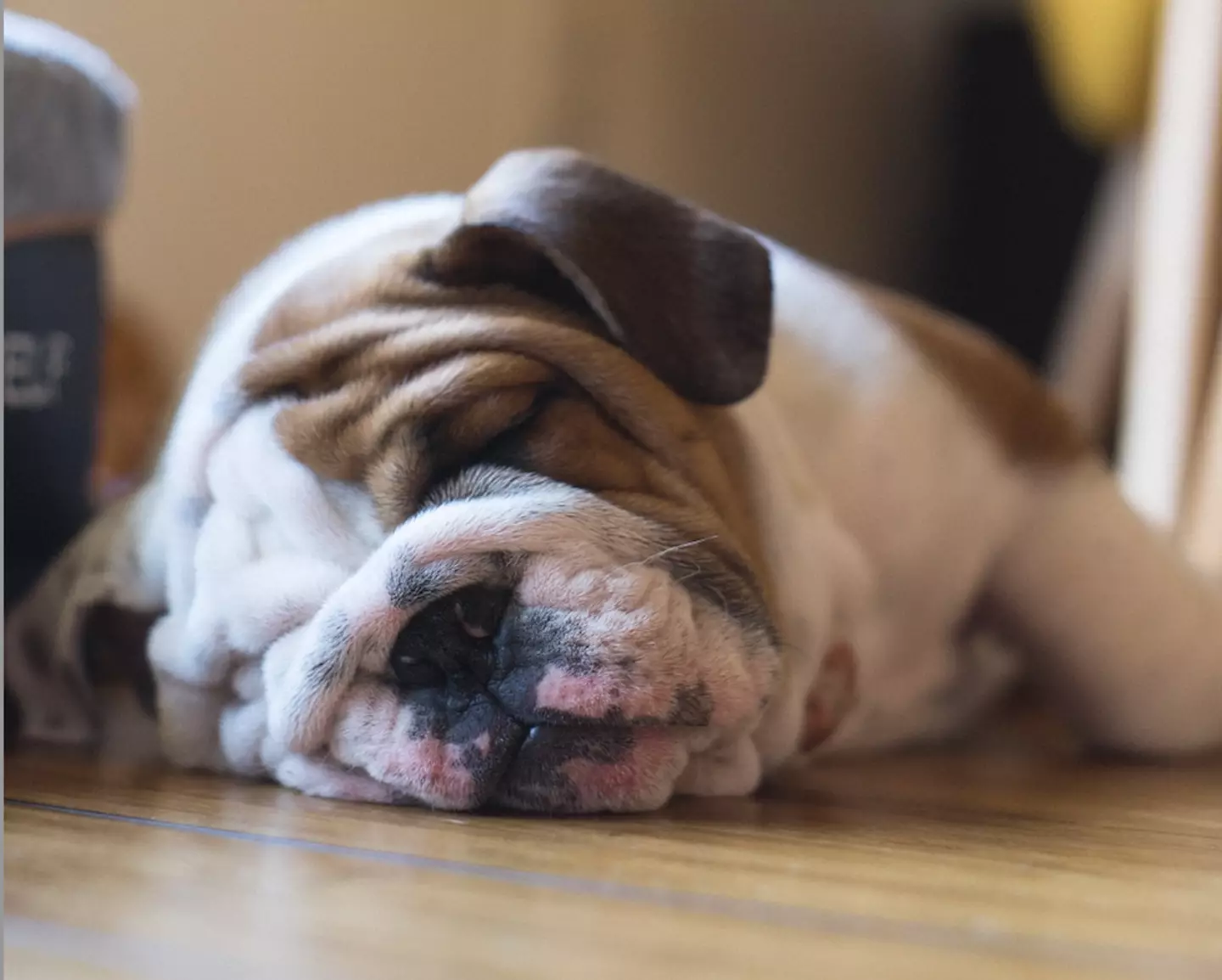 It is not uncommon for Bulldogs to require c-sections. (