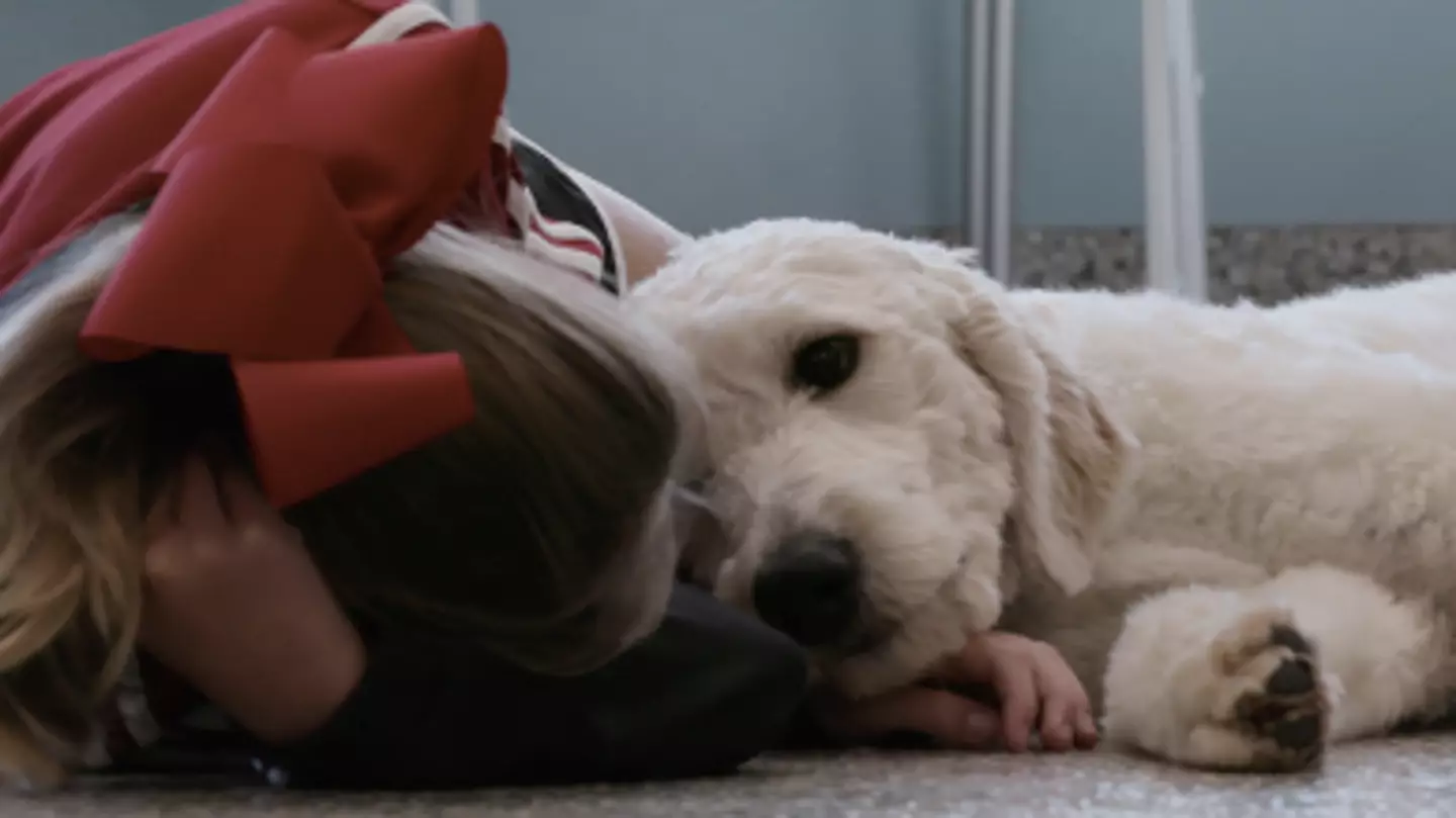 Dogs: People Are In Tears At Second Season Of 'Wholesome' Netflix Show