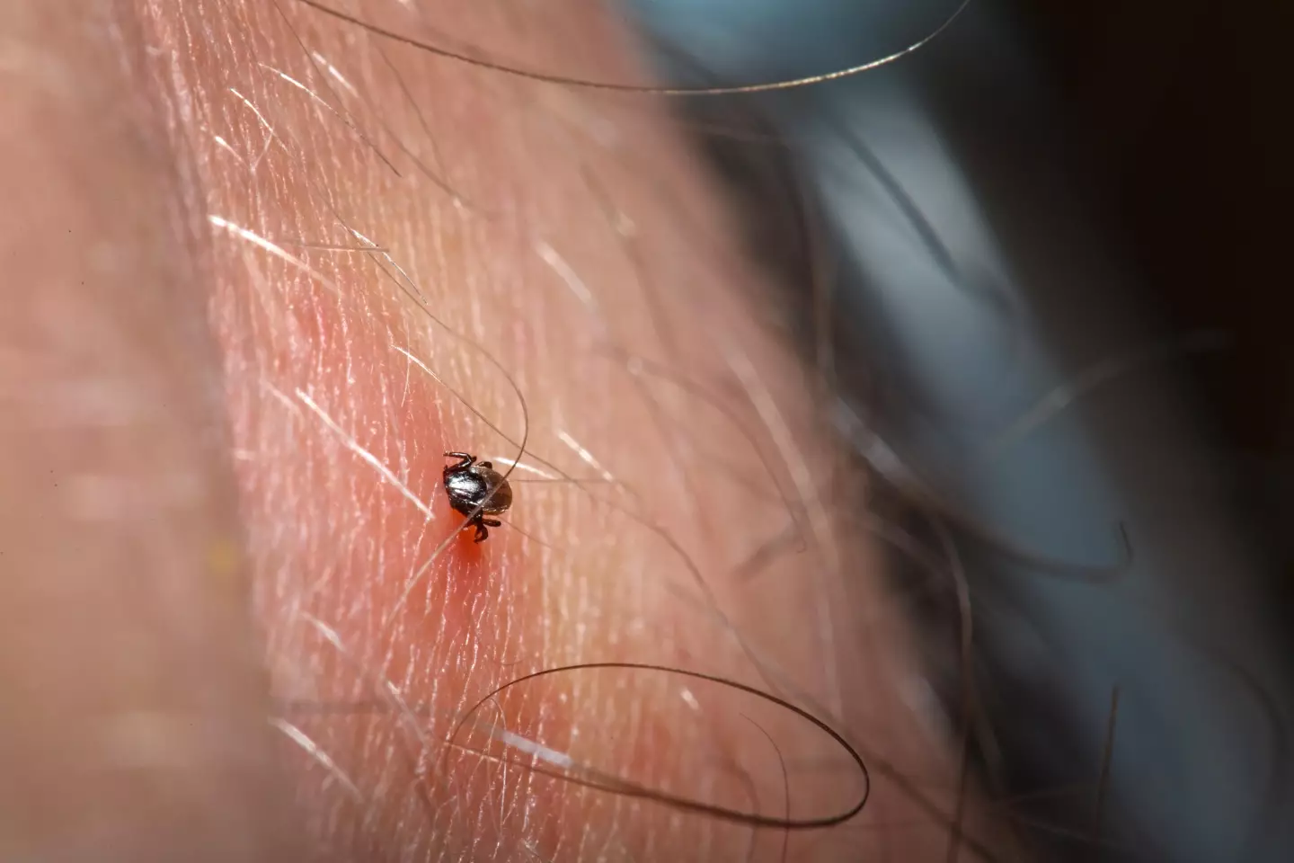 Lyme disease is passed to humans when bitten by an infected tick.