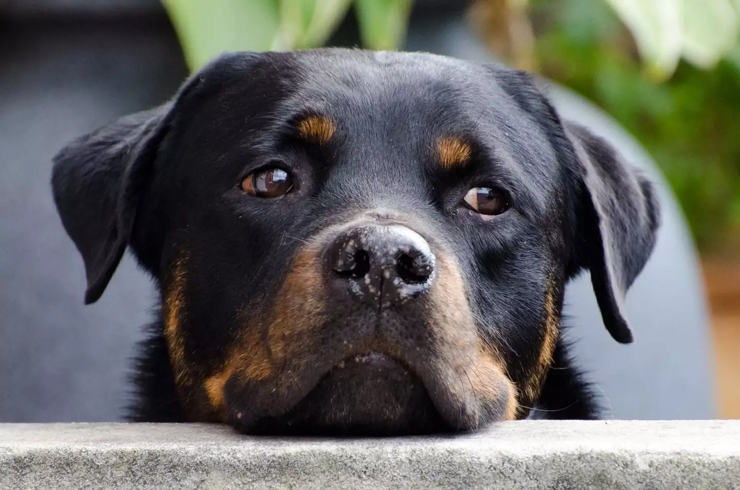 Rottweilers are described as 'gentle' playmates.