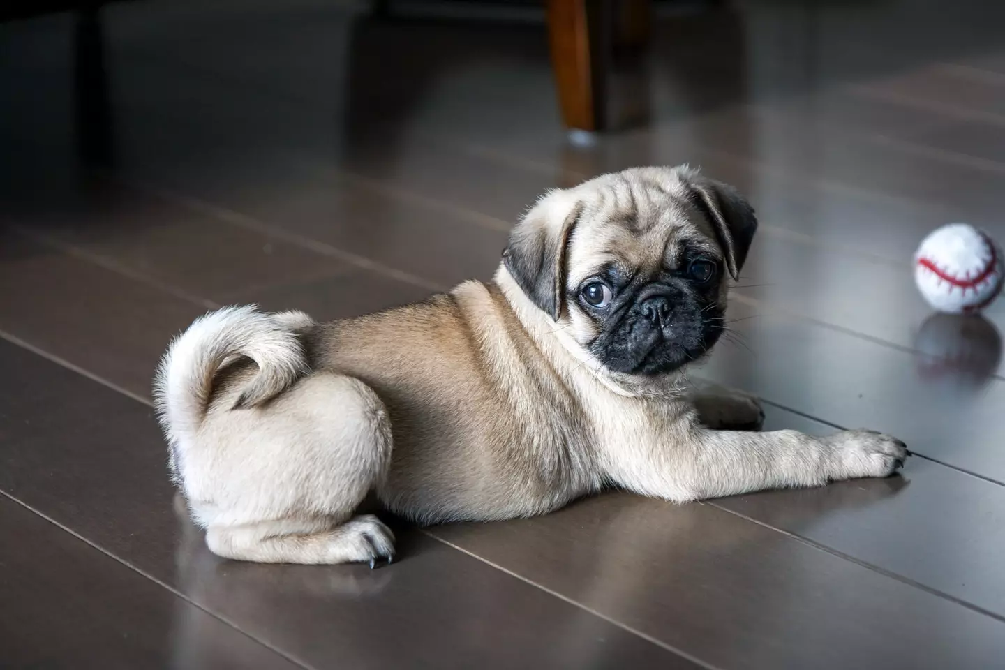 Campaigners are calling for a ban on the sale of French bulldogs, pugs, and other flat-faced - or brachycephalic - pets in the UK (