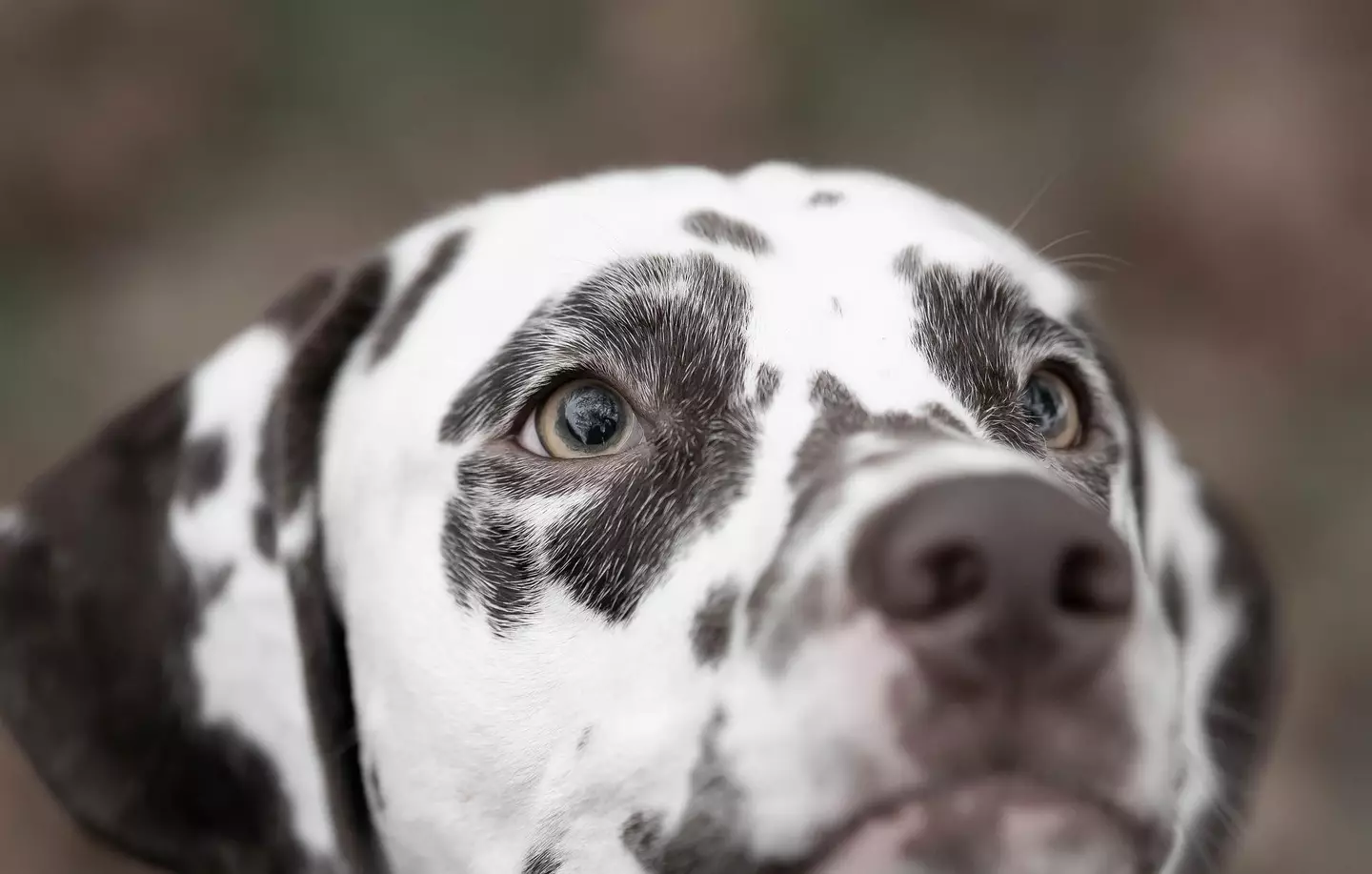 The dog got a nickname called Spot.