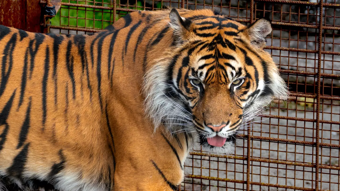 Zoo sparks backlash after asking people to donate unwanted pets