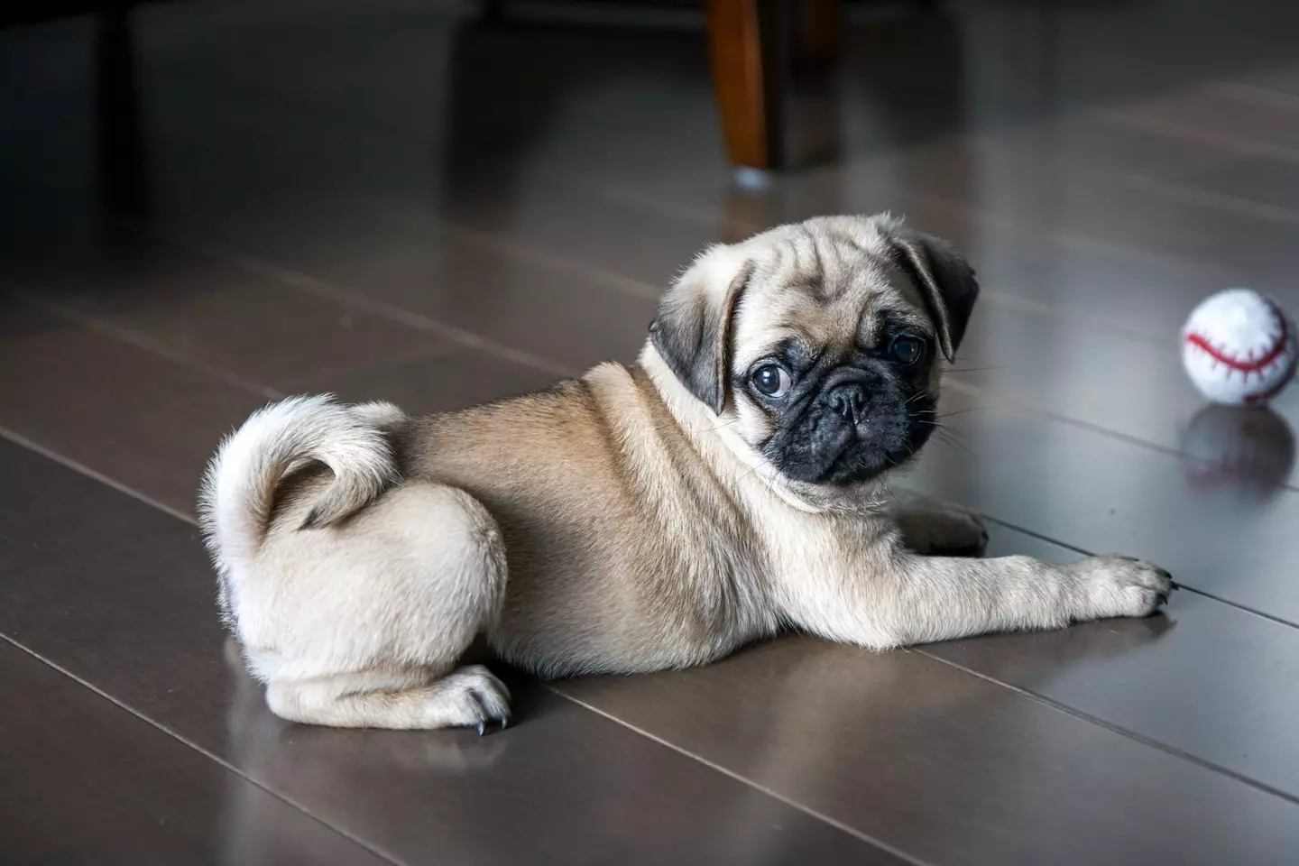 Pugs suffer a long list of health issues.