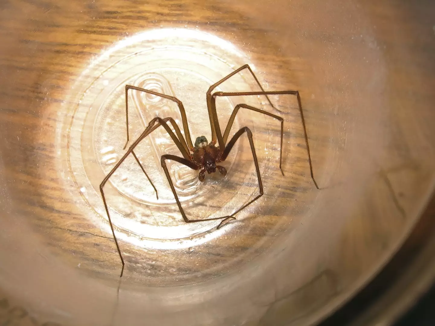 A brown recluse spider (Getty Stock Images)