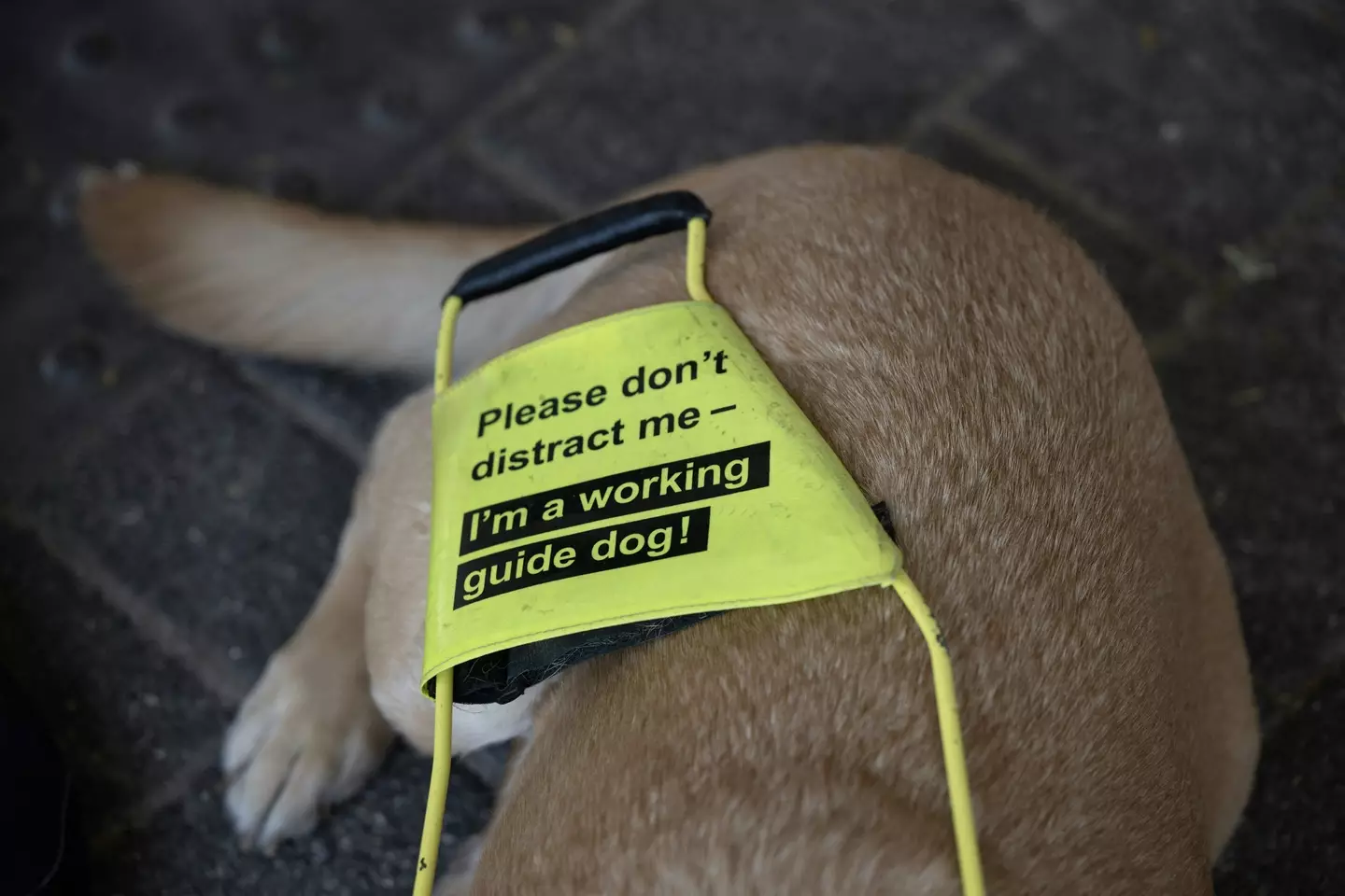By law, guide dogs should be allowed into any taxi or private hire vehicle.