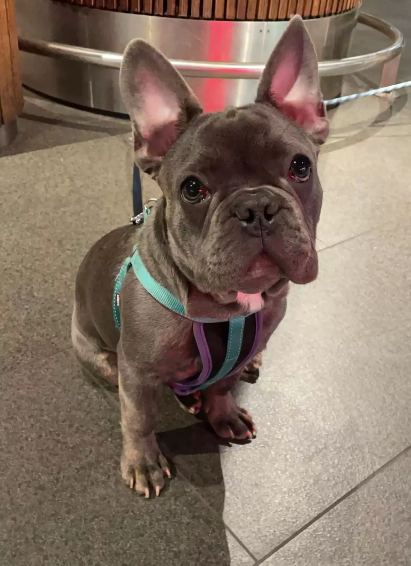 Aimee Pitman took to Facebook to share her outrage after a man kicked her pup in the face.