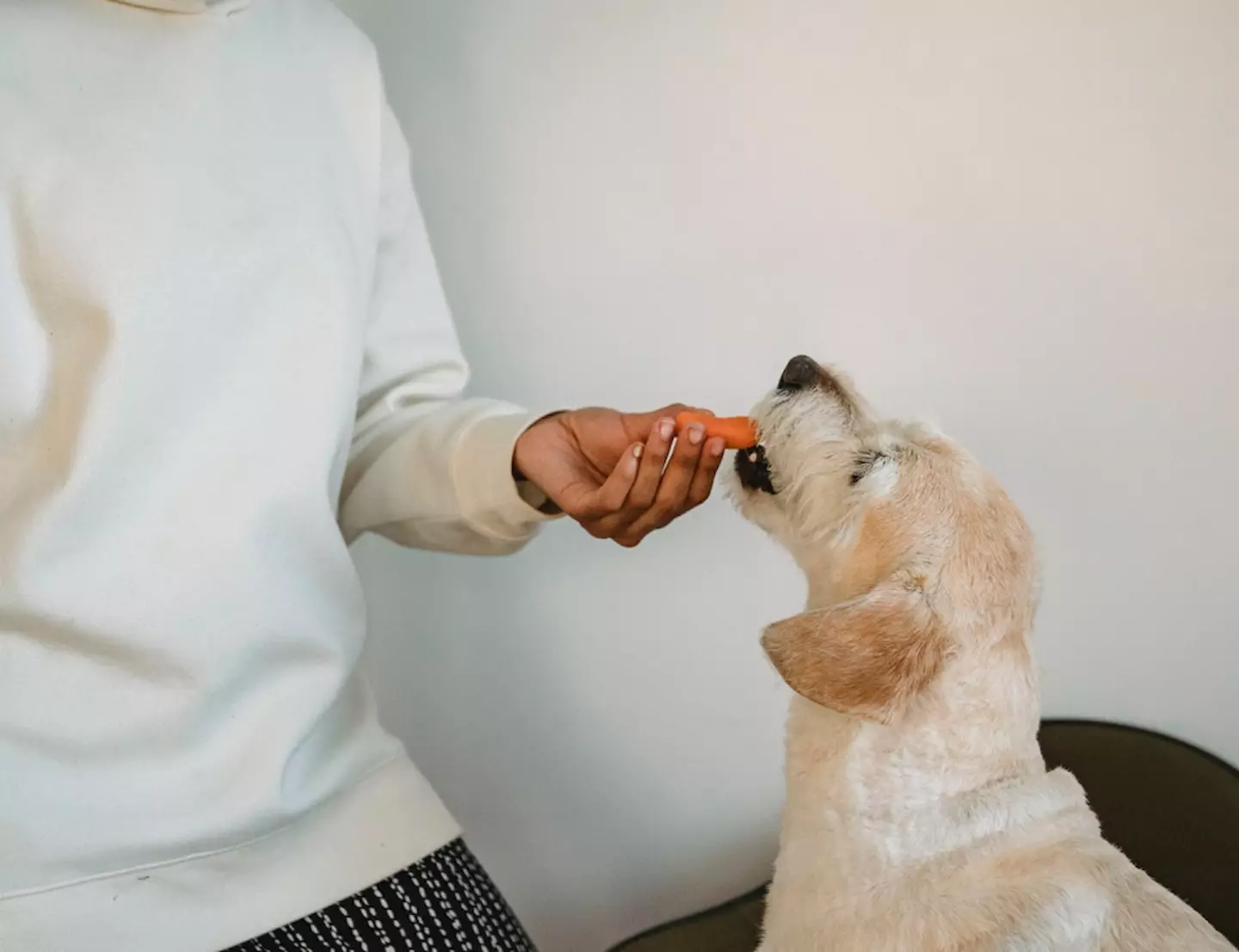 Dogs can eat plant-based diets (