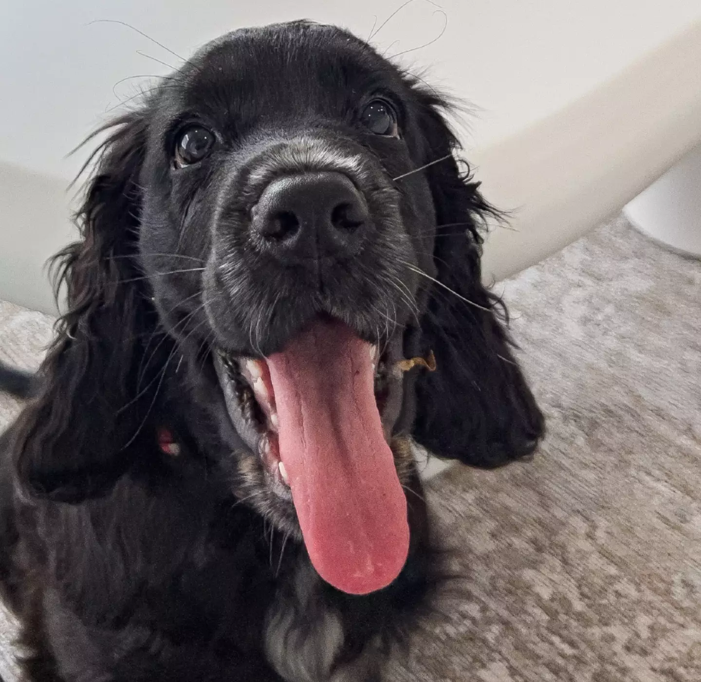 Asha's pup, Romeo, was struggling when she left the house to go to work.