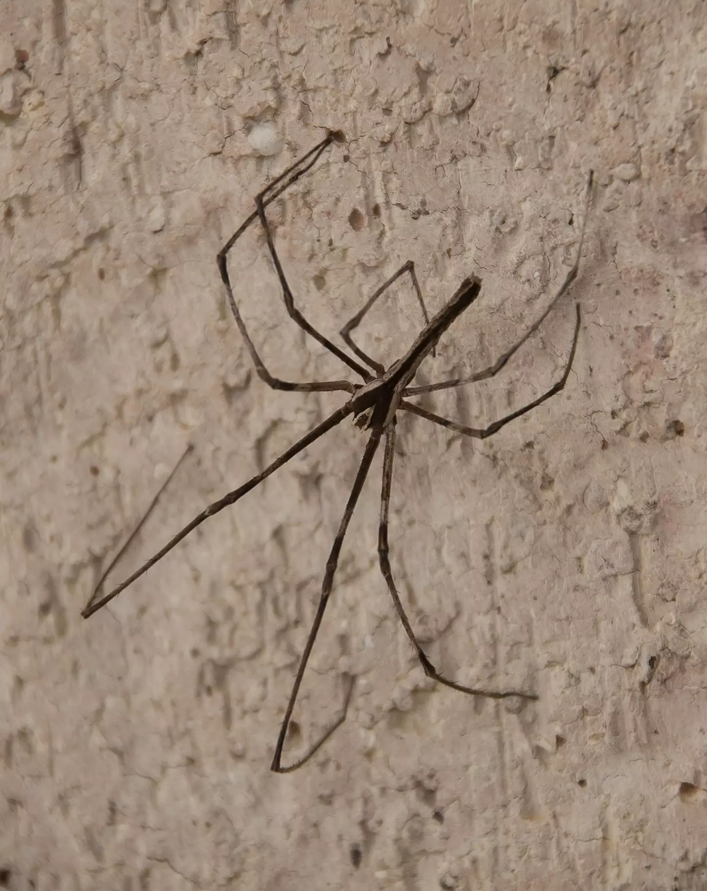 Giant spiders enter our homes each September looking for a mate.