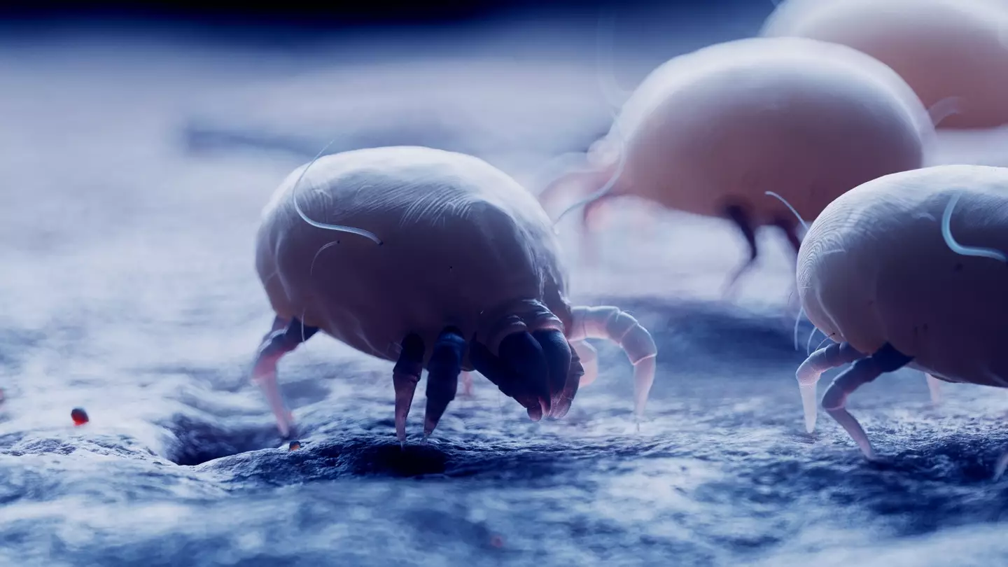 The GP said dust mites can thrive in your freshly made bed (SEBASTIAN KAULITZKI/SCIENCE PHOTO LIBRARY/Getty)