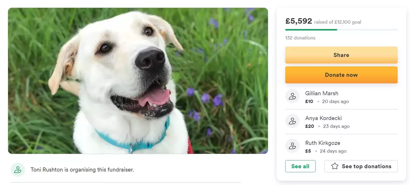 Toni has set up a GoFundMe page for her dog.