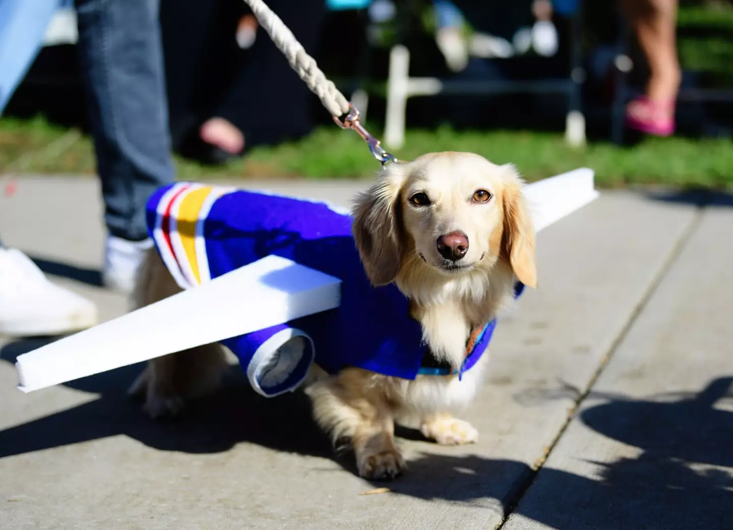 The couple's flight was ruined by a 'farting dog'.