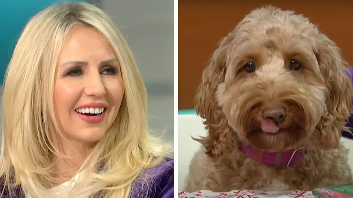Woman sparks debate on whether your dog should sit at the dinner table at Christmas