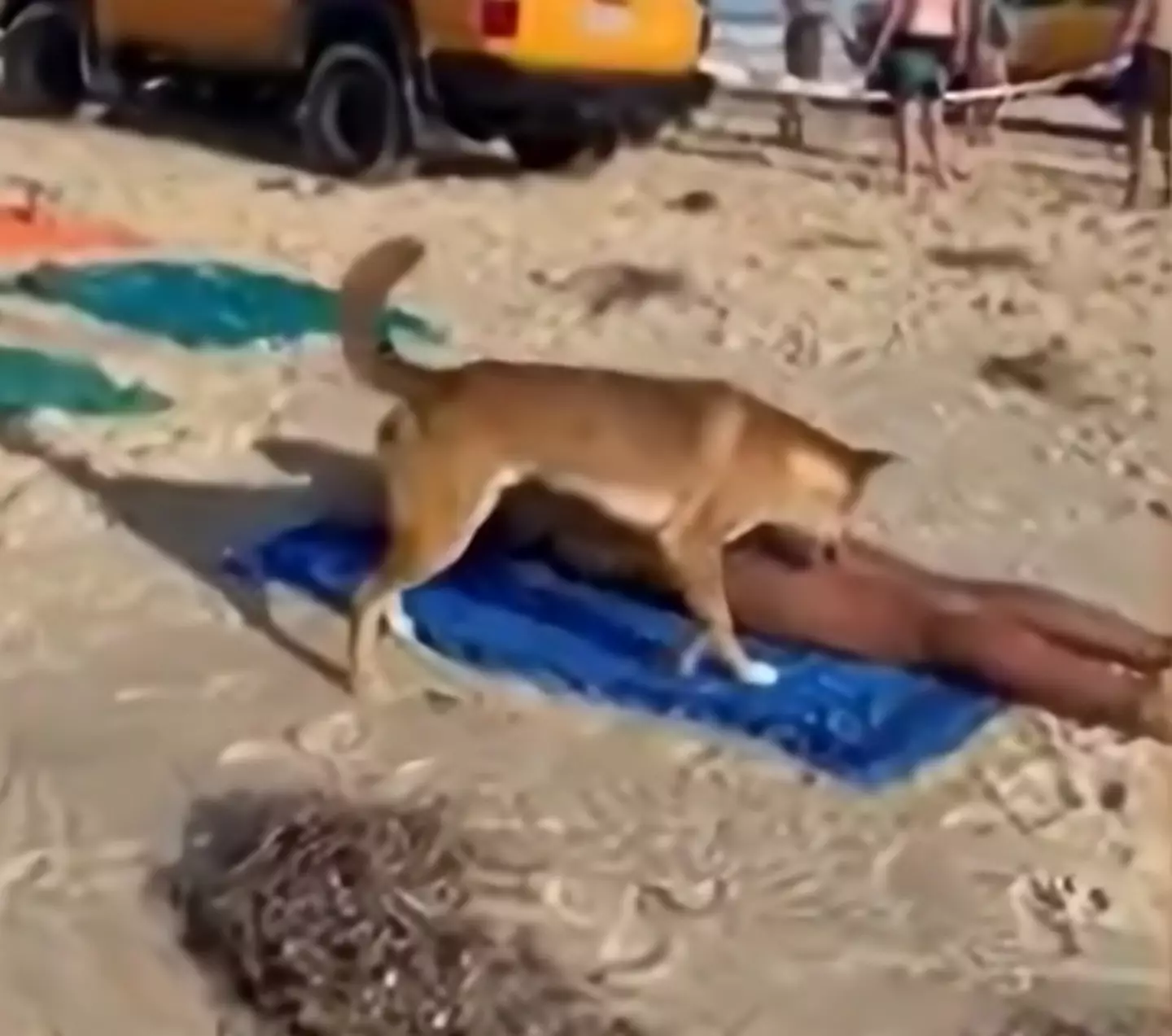 The dingo bit the woman on her behind, and has since been euthanised for the attack.