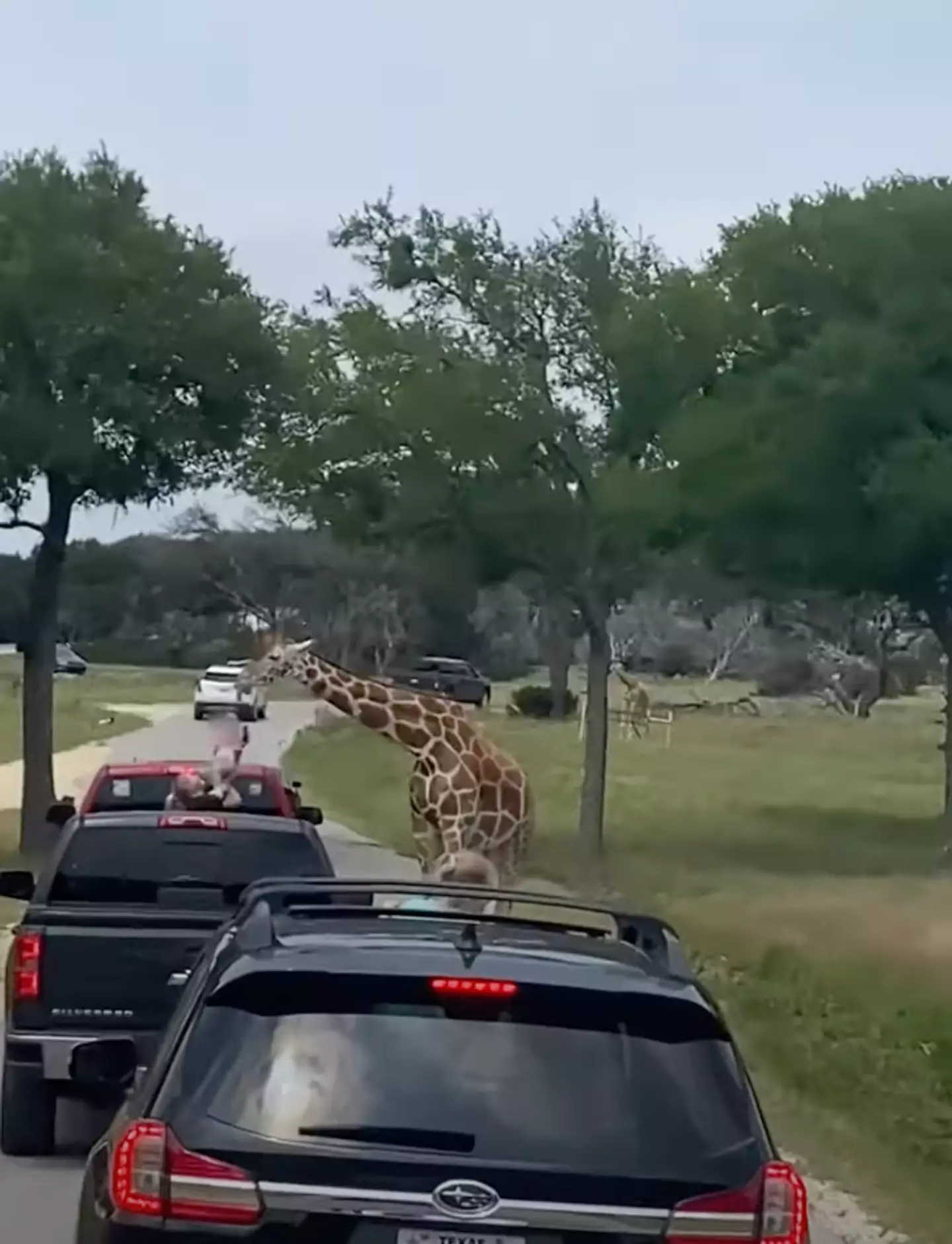 The child can be seen being lifted out of the car by her shirt. (Lindsey Merriman via Storyful)