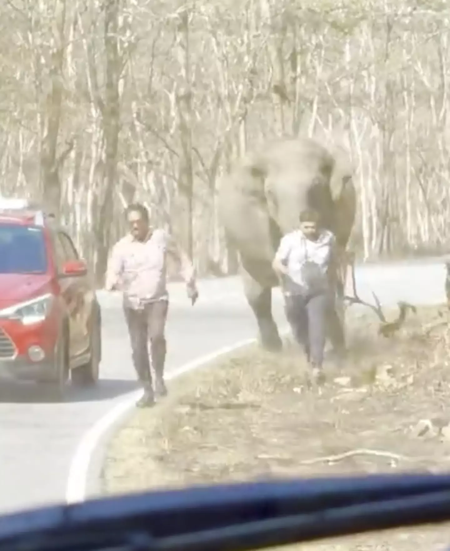 The horror unfolded at Bandipur National Park in Kanataka, India. (Newsflare)