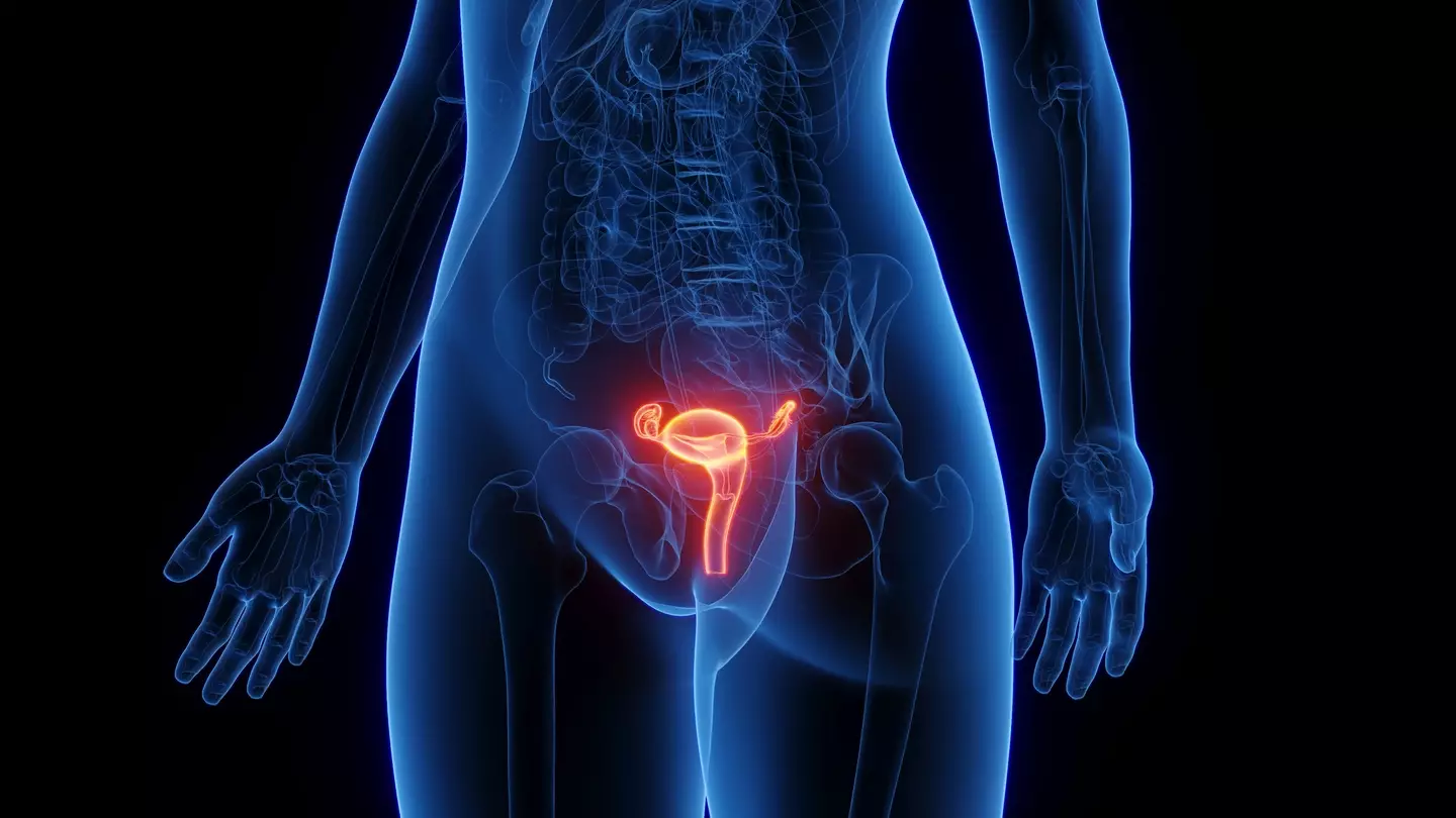 People have been left mind-blown after realising what the female pelvic anatomy actually looks like (SEBASTIAN KAULITZKI/SCIENCE PHOTO LIBRARY / Getty Images)