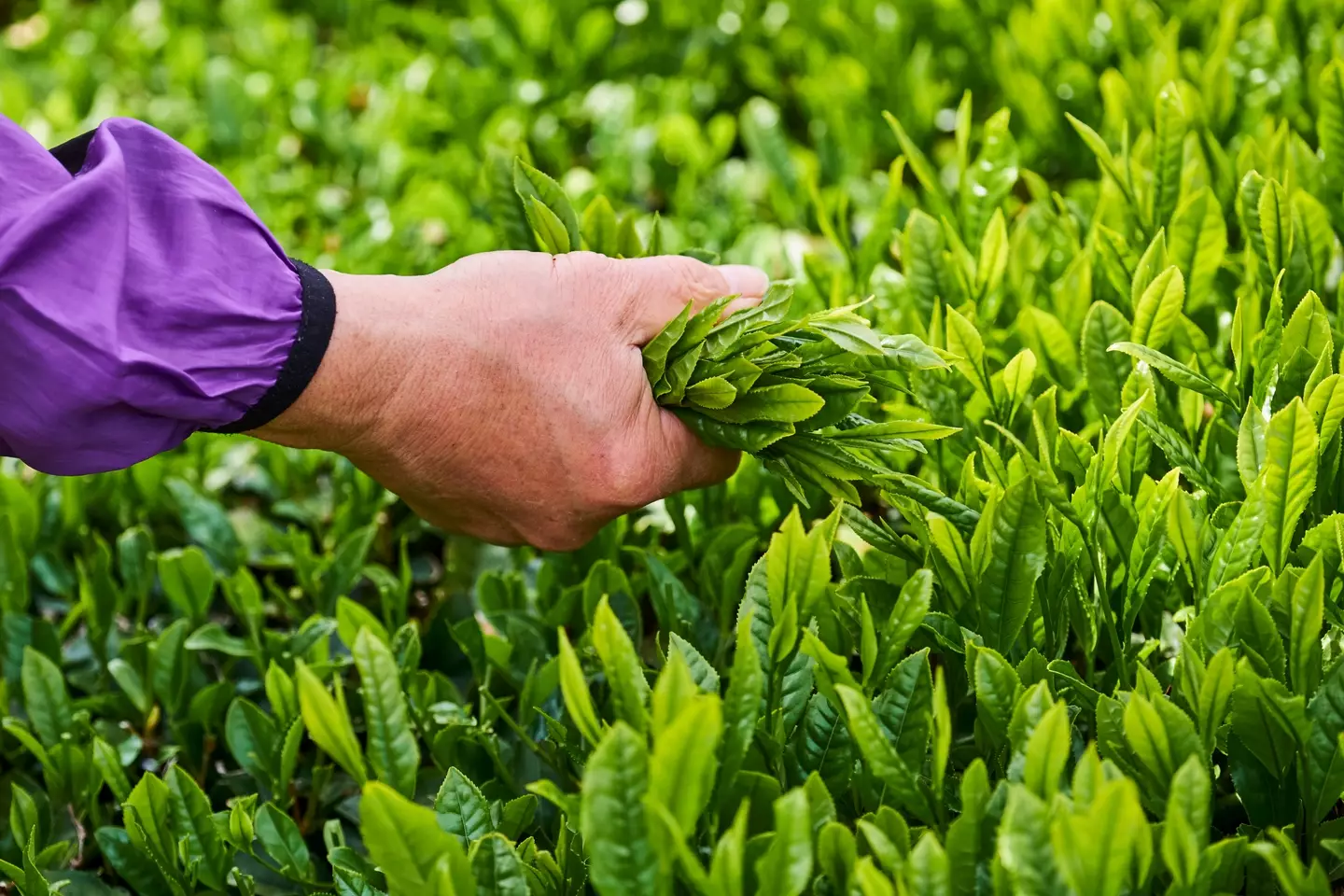 Matcha is a powdered form of green tea (Tuul & Bruno Morandi/Getty Images)