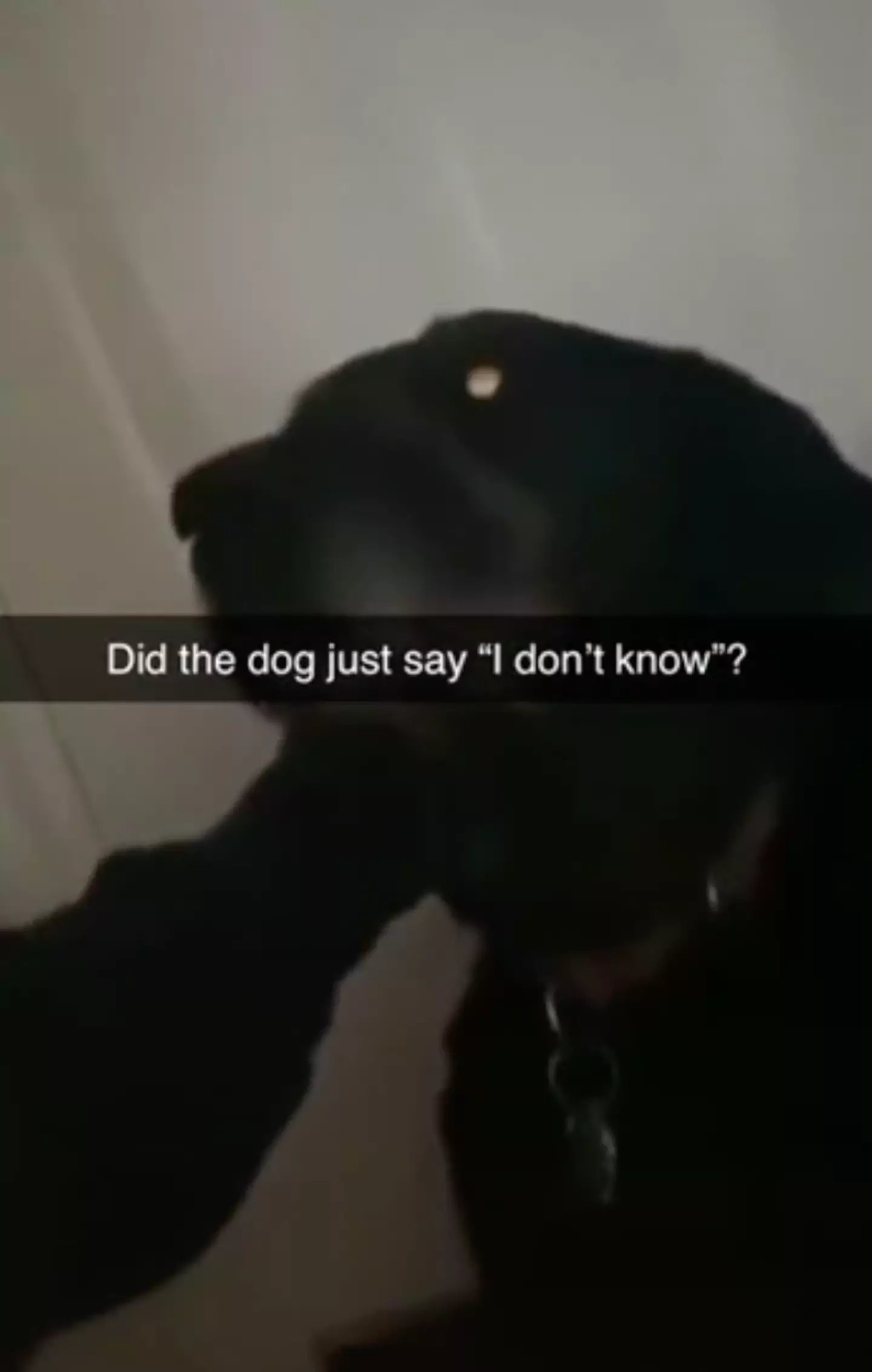 Viewers were shocked when the dog came out with a full sentence. (