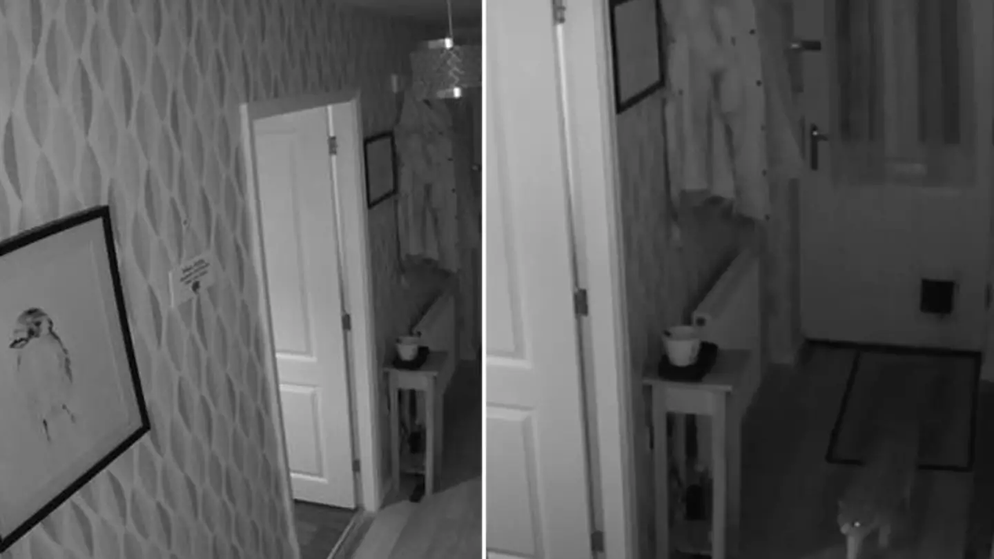 Cat Owners Stunned As It 'Says Hello' While Entering Cat Flap