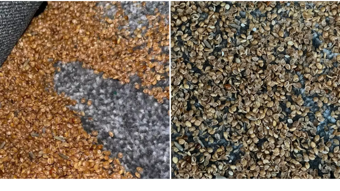 Facebook/Family Lowdown Tips and Ideas