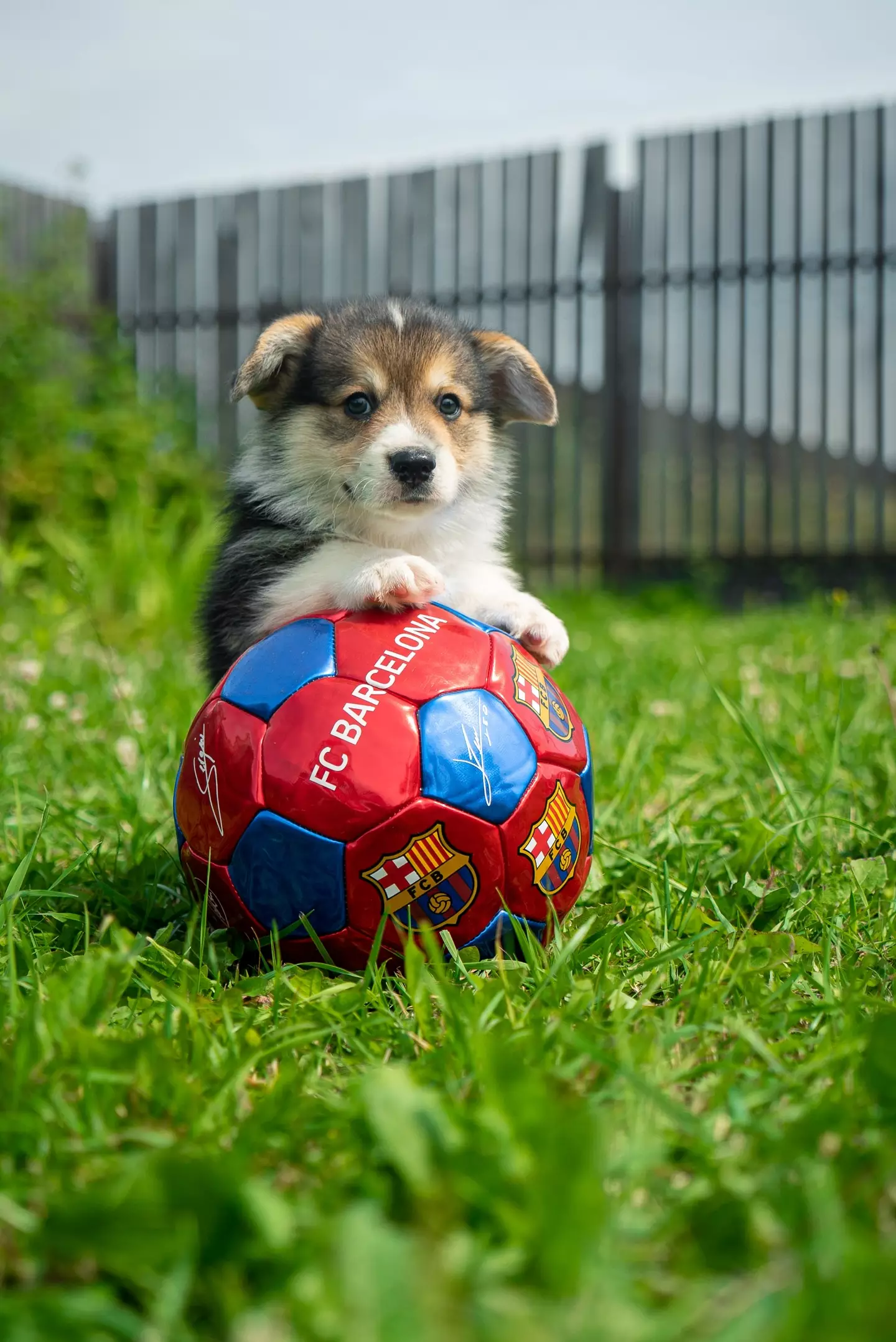 If your dog does want to play with a ball, it's important that you choose a ball of a safe size which they can't choke on (Unsplash Egor Vikhrev).