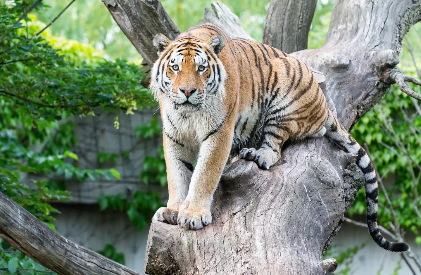 The tiger ate the woman alive. (Getty/Steffen Cappell)