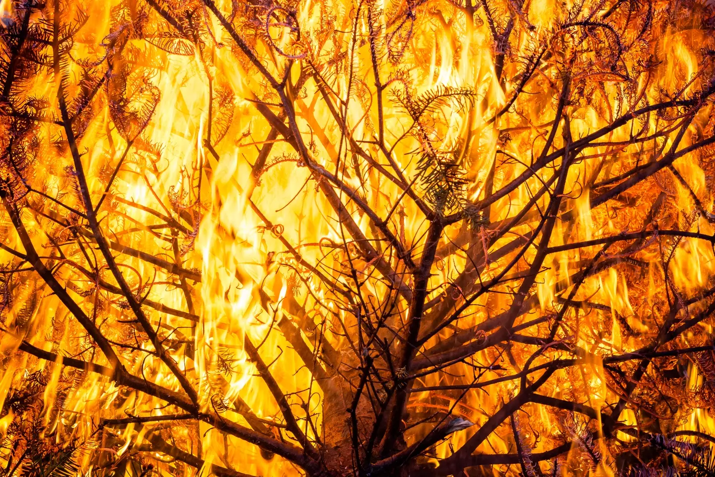 Some real Christmas trees can provide a real fire risk.