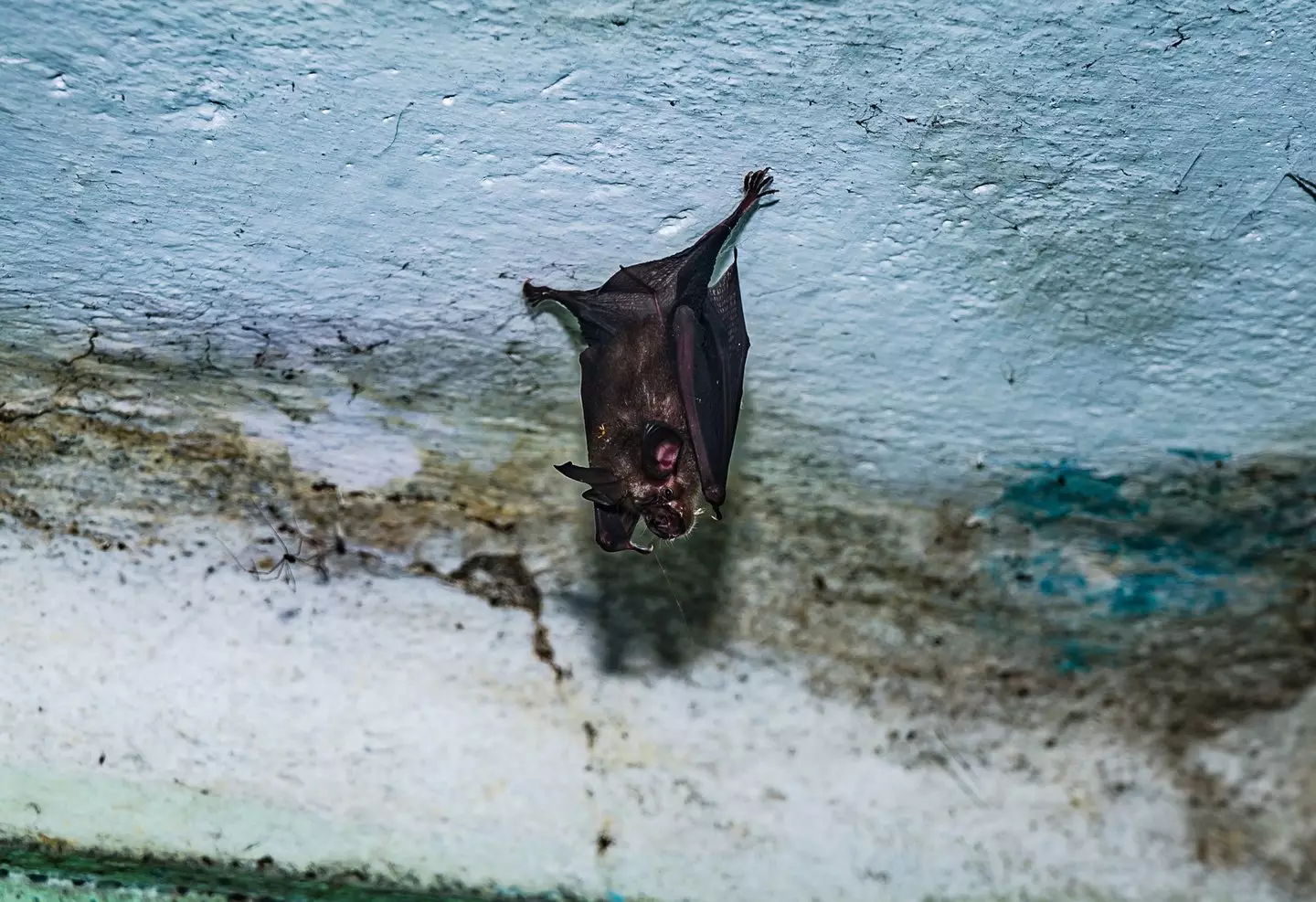 Nipah is a bat-borne disease (Soumyabrata Roy/NurPhoto via Getty Images)