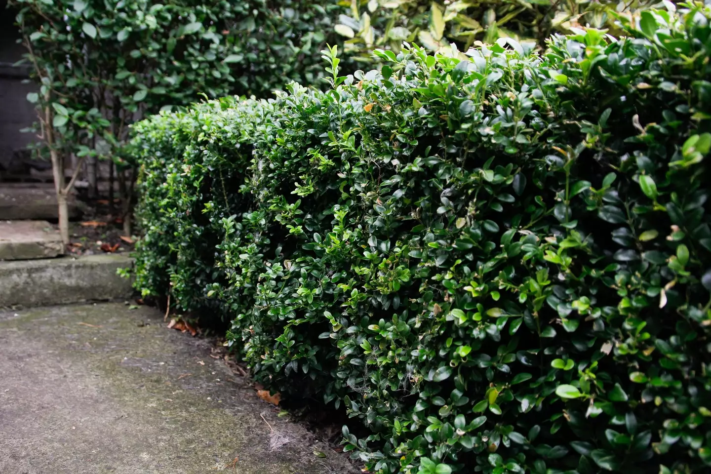 Aussie couple took their neighbours to court over a garden hedge.
