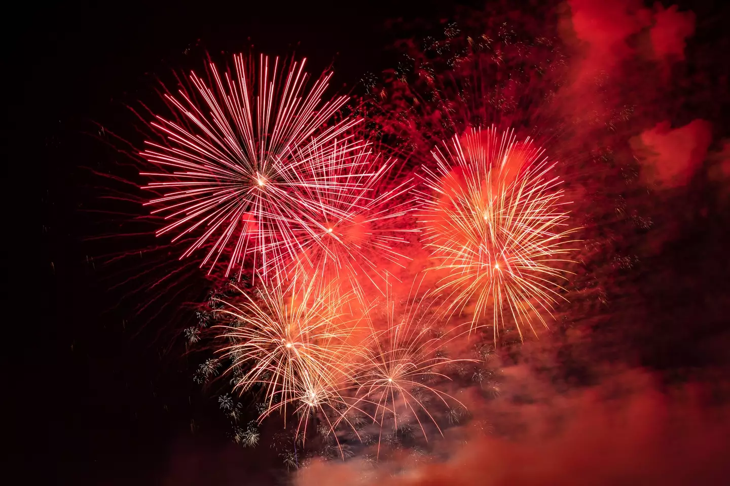 Dr Anna Foreman also shared how to best prepare your pets for Bonfire Night next week (Oscar Sánchez Photography / Getty Images)