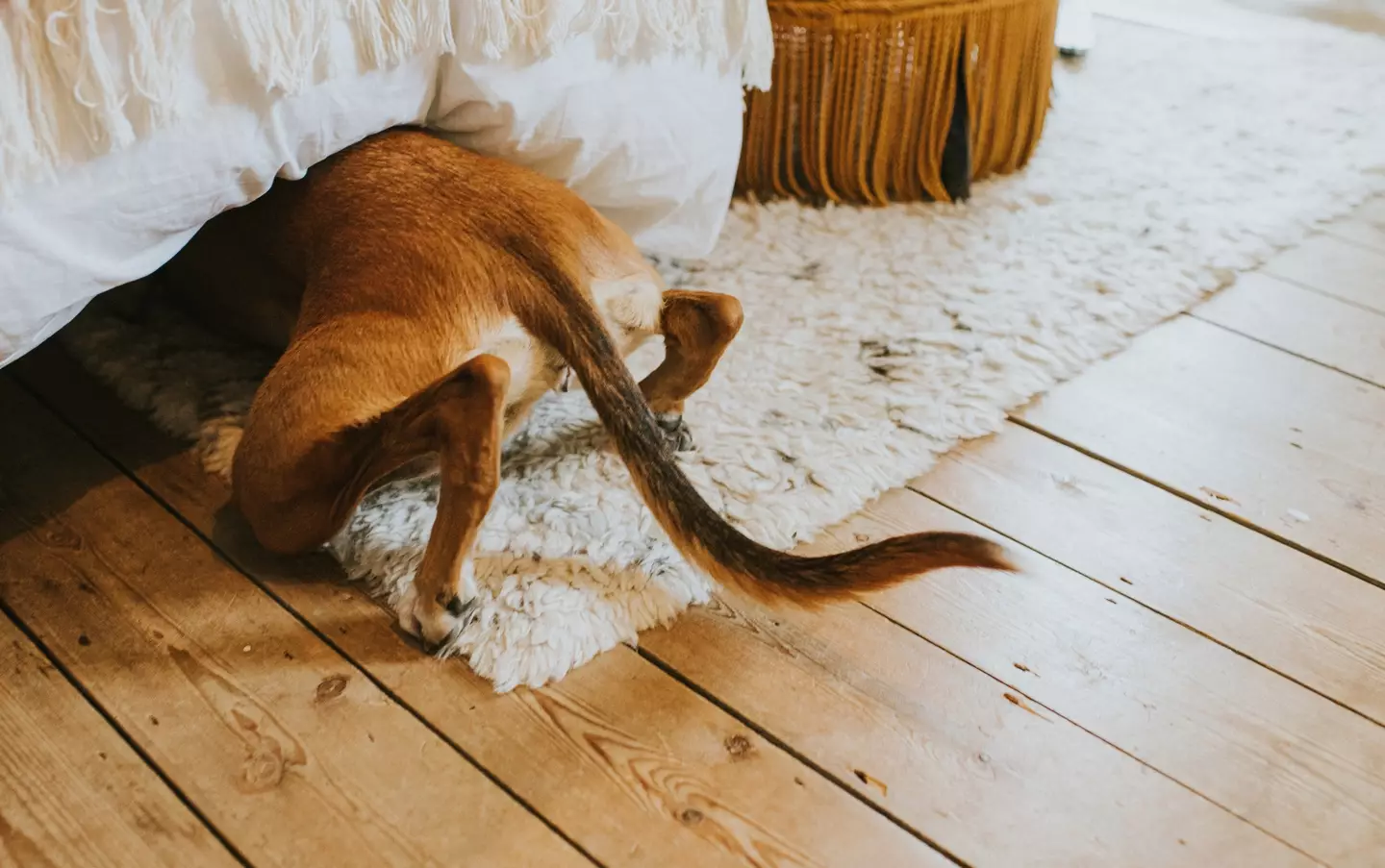 Doggos have a sharp snout that helps them sniff out tasty treats just about anywhere.